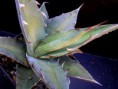/album/fotogaleria-rod-agave/agave-xylonacantha-2-jpg/